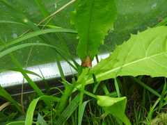Udea ferrugalis