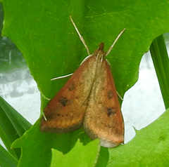 Udea ferrugalis