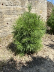 Pinus canariensis