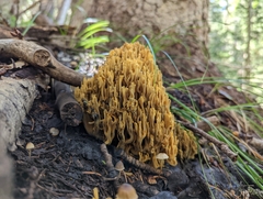 Ramaria flava