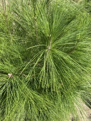 Pinus canariensis