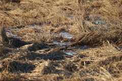 Motacilla citreola