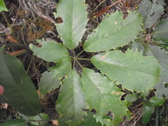 Eumetriochroa panacitorsens