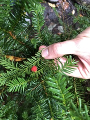 Taxus canadensis