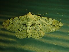 Iridopsis larvaria