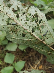 Spodoptera eridania