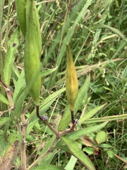 Asclepias incarnata