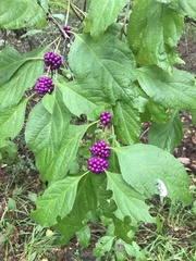 Callicarpa americana