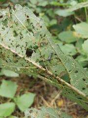 Spodoptera eridania