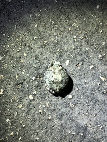 iNaturalist observation photo of Red-spotted Toad