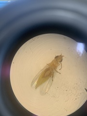 Meromyza