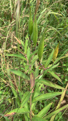 Asclepias incarnata