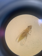 Meromyza