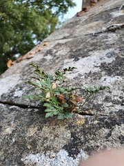 Asplenium ruta-muraria