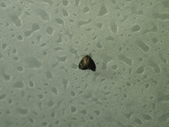 Elophila tinealis