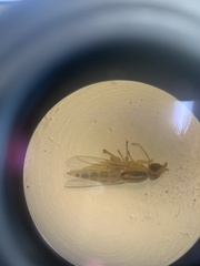Meromyza