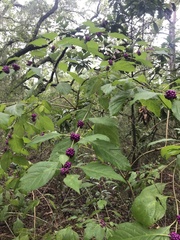 Callicarpa americana