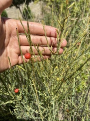 Osyris alba