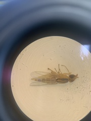 Meromyza