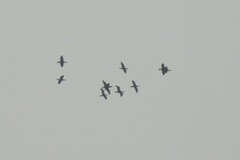 Phalacrocorax carbo sinensis