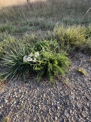 Achillea millefolium