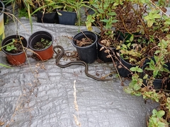 Thamnophis ordinoides