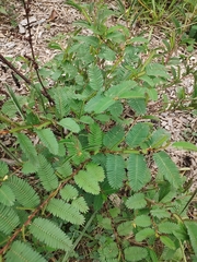 Chamaecrista nictitans