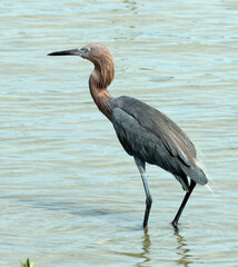 Egretta rufescens