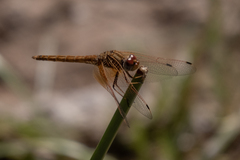 Trithemis kirbyi