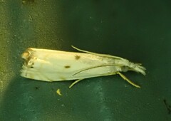 Microcrambus