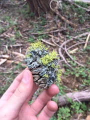 Sequoiadendron giganteum