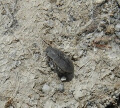Blapstinus