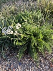 Achillea millefolium