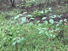 Callicarpa americana