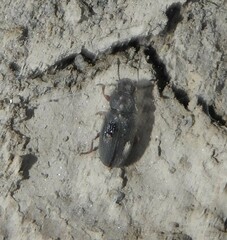 Blapstinus