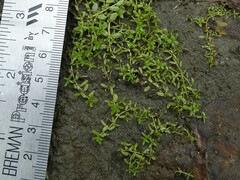 Callitriche