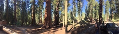 Sequoiadendron giganteum