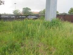 Crotalaria lanceolata