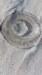 Aequorea forskalea
