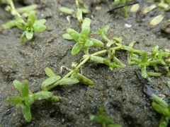 Callitriche