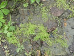Callitriche