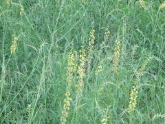 Crotalaria lanceolata