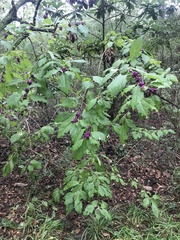 Callicarpa americana