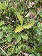 Fragaria