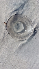 Aequorea forskalea