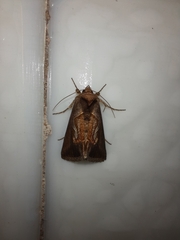 Macdunnoughia confusa