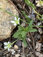 Arenaria lanuginosa
