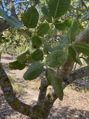 Pistacia vera