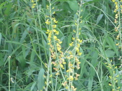 Crotalaria lanceolata