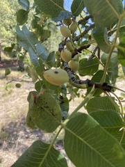 Pistacia vera